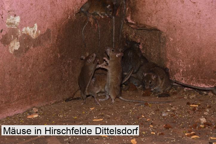 Mäuse in Hirschfelde Dittelsdorf